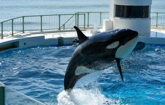 日本屈指の激しい入社式とは？※画像はイメージです（FURISHO/stock.adobe.com）