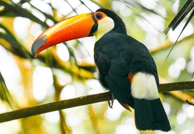 オニオオハシが床の隙間の汚れを…※画像はイメージです（kanzilyou/stock.adobe.com）