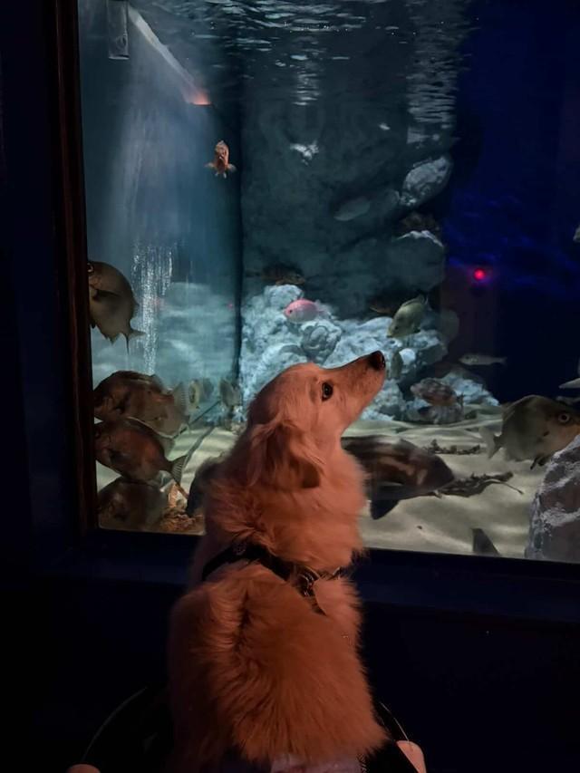 水槽を眺めているとろろくん／「ポメックスのとろろくん」（@monaka_0507）提供