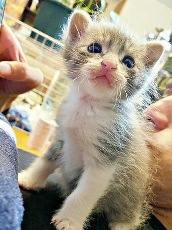 亡くなった母猫のそばにいたソラくん（画像提供：ガウンゼル・チョルサー＝まっちゃこさん）