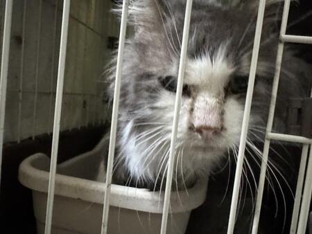 飼い主は選べない（「ＮＰＯ法人 hinatabocco」さん提供）