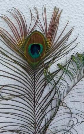 羽の色は色素ではなく、羽の微細な構造が光を反射する「構造色」という仕組み／札幌市円山動物園（@marudou_fan）提供