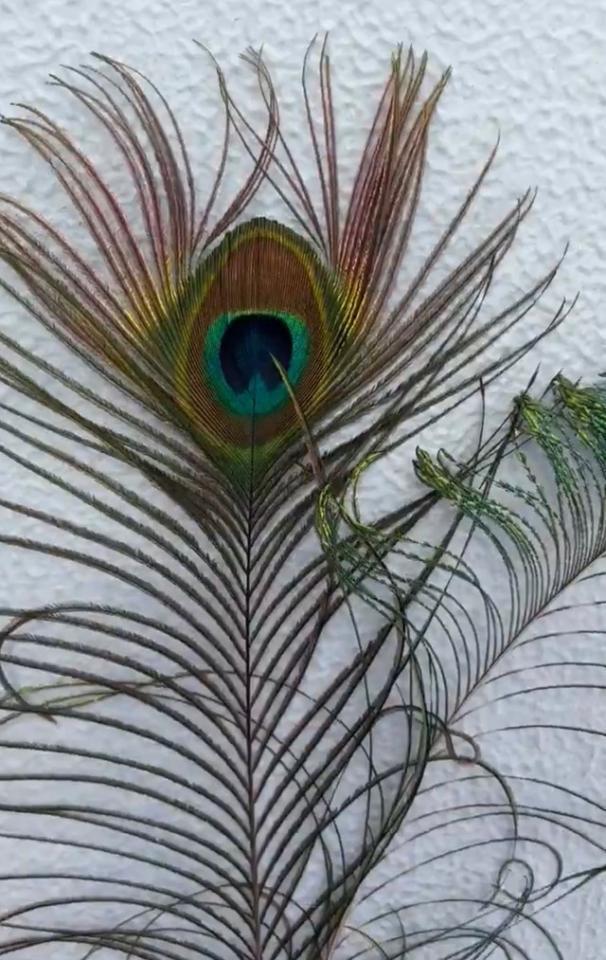 羽の色は色素ではなく、羽の微細な構造が光を反射する「構造色」という仕組み／札幌市円山動物園（@marudou_fan）提供