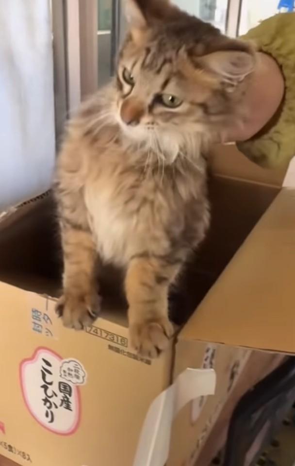 段ボールに入れようとすると子猫はパニックに（「mobimo/ミケ・ポコア・TNRクロコのびのび暮らし」さん提供、Instagramよりキャプチャ撮影）