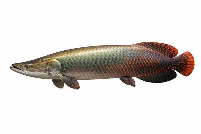 淡水にすむ巨大魚ピラルク