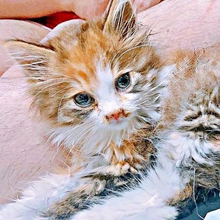 雨に濡れ、車の前で力尽きていたニコちゃん（画像提供：保護ねこ ニコちゃん）