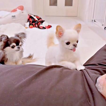 ここから3秒後、「おとうさん」と呼びかけたうにちゃん（右）（画像提供：うにちゃん＆えびちゃん）