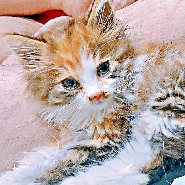 雨に濡れ、車の前で力尽きていたニコちゃん（画像提供：保護ねこ ニコちゃん）