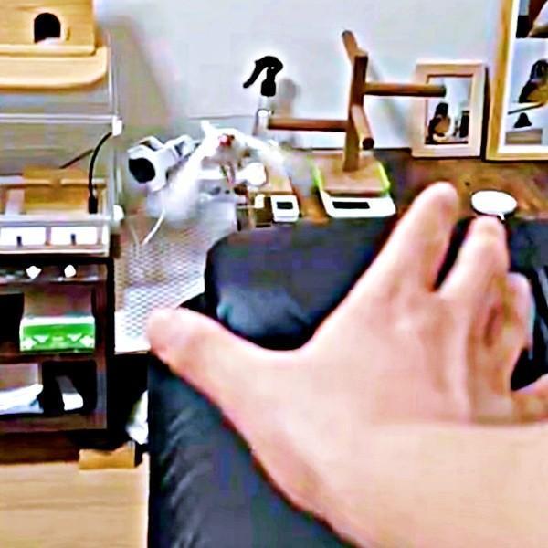 「かいぬしー」 飛び立った文鳥のポッケくん。このあと意外な展開に（画像提供：白文鳥のコッコさん）