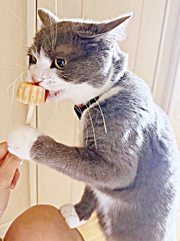 まるで人間！？ アイスを引き寄せて食べるしらたまくん（画像提供：わがやのねこさん）