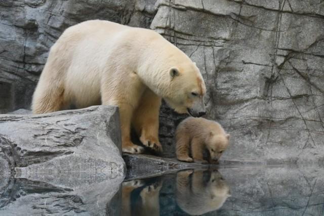 展示場練習中の親子＝男鹿水族館GAO提供