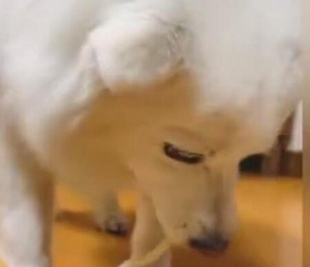 【UDON】「犬用があるなんて」さすがは香川！　戸惑いながらも食べる愛犬の姿に「ちゅるちゅるできるんや」「上手に食べたね」