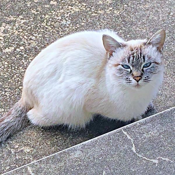 今から3年前、保護する前のふぅさん（画像提供：北田千尋さん）