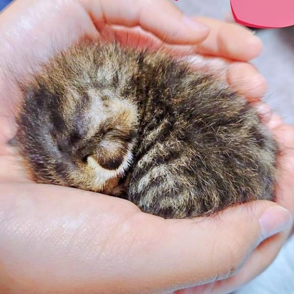 【ビフォー写真】手のひらにおさまるほど小さかったチャッピーちゃん（画像提供：やわいさん）