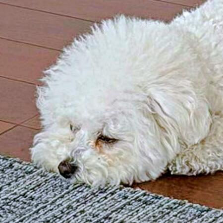 「もうダメだ…」 散歩後、敷物状態になったゆらちゃん（画像提供：ゆらちゃんさん）