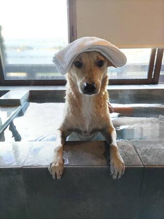 犬も入れる温泉に浸かるゆうたくん（写真はすべてご家族様提供）