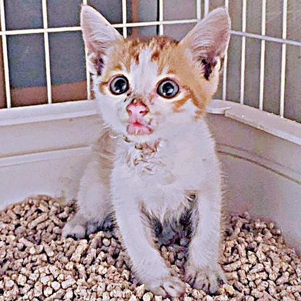 保護時、足は水ぶくれ、ひどい皮膚炎もわずらっていた爽太くん（画像提供：かまねこさん）