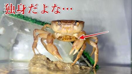 3年間、単独飼育のカニが産卵…どうして？（るうさん提供）