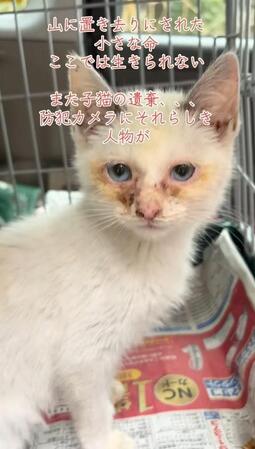 「命は物ではありません」（「保護猫ちゃろこ」さん提供、Instagramよりキャプチャ撮影）