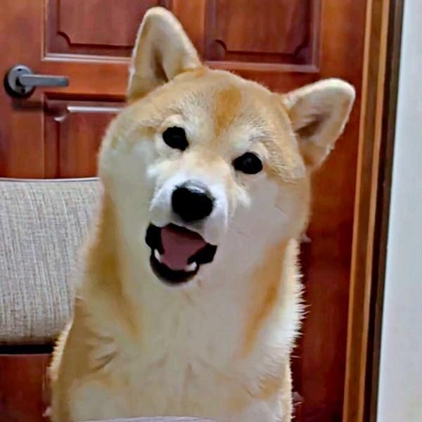 たまご「あるー！」 おしゃべりが話題になったにこちゃん（画像提供：TAKAKOさん）