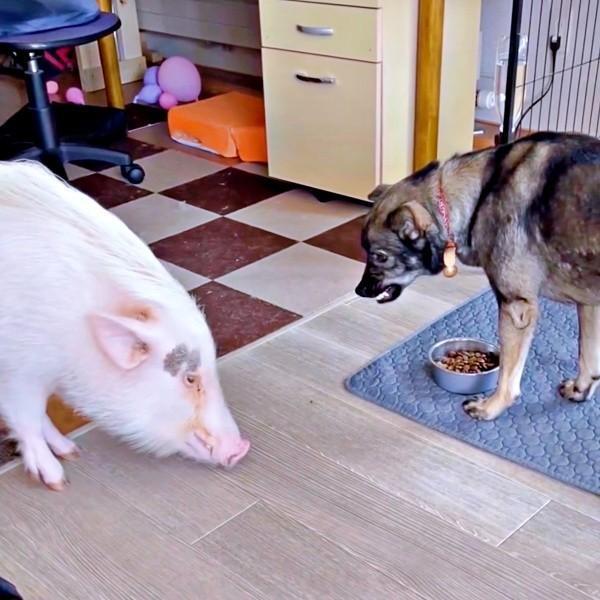犬のごはんを狙うブタさんに、犬は…（画像提供：中標津のブタうめと犬こてつさん）※一部トリミング