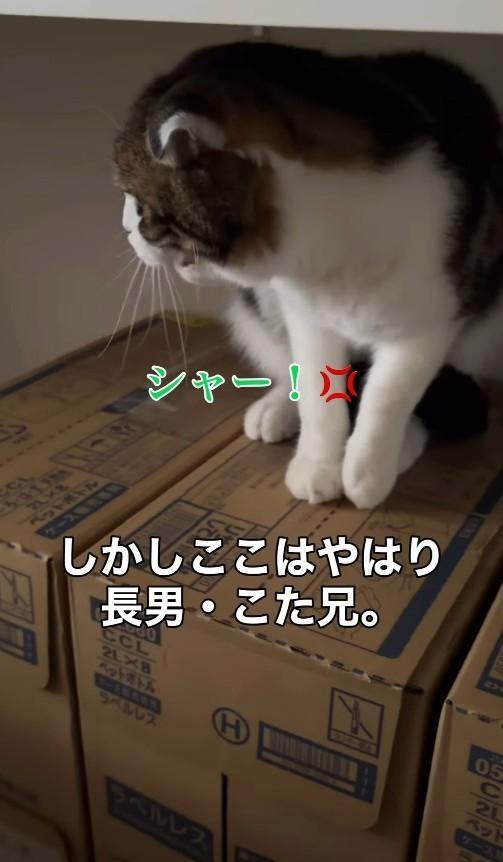 長男のこた兄、シャー！と威嚇してみたが…（「こたとつーちゃんと時々おたま」さん提供、Instagramよりキャプチャ撮影）