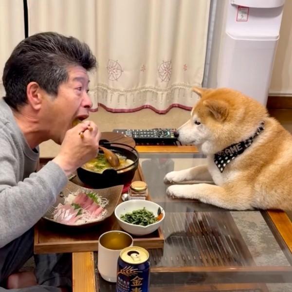 食事中のパパを見つめる小雨ちゃん。このあと願望成就！？（画像提供：柴犬小雨さん）