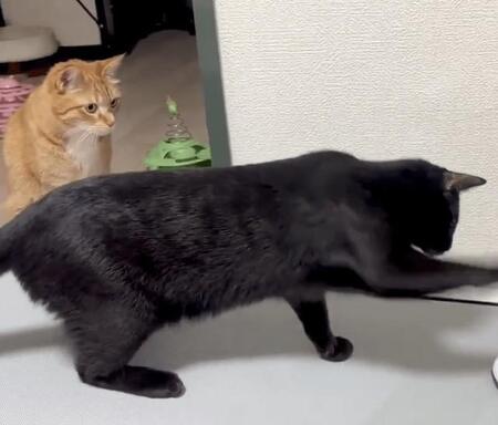 猫パンチ 猫パンチ】ママの足をとんでもないスピードでパンチしてしまう猫 ロッド