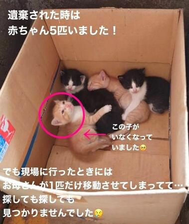 1番左の茶白の子がいなくなっていたという（「NPO法人愛Cat」さん提供、Instagramよりキャプチャ撮影）