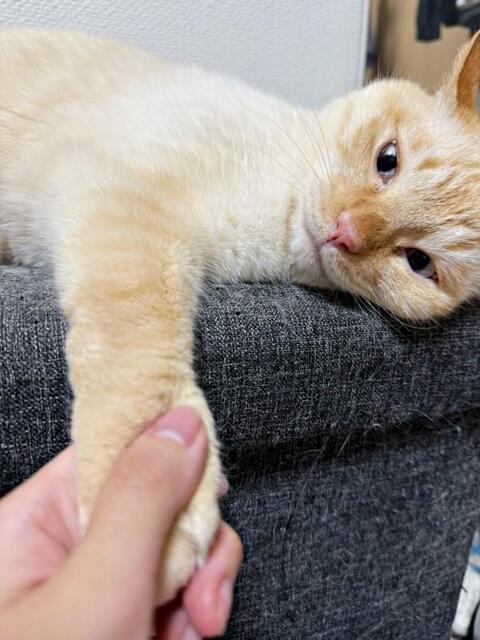 「ただいま」 帰宅した飼い主さんと握手するバムちゃん（画像提供：にゃんぺろ小僧さん）