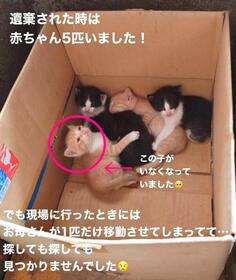 1番左の茶白の子がいなくなっていたという（「NPO法人愛Cat」さん提供、Instagramよりキャプチャ撮影）