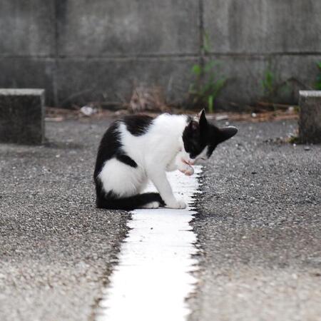 通勤途中で見つけた子猫…　※画像はイメージです（apoptosis/stock.adobe.com）