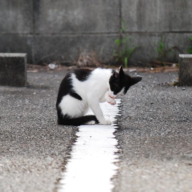 通勤途中で見つけた子猫…　※画像はイメージです（apoptosis/stock.adobe.com）
