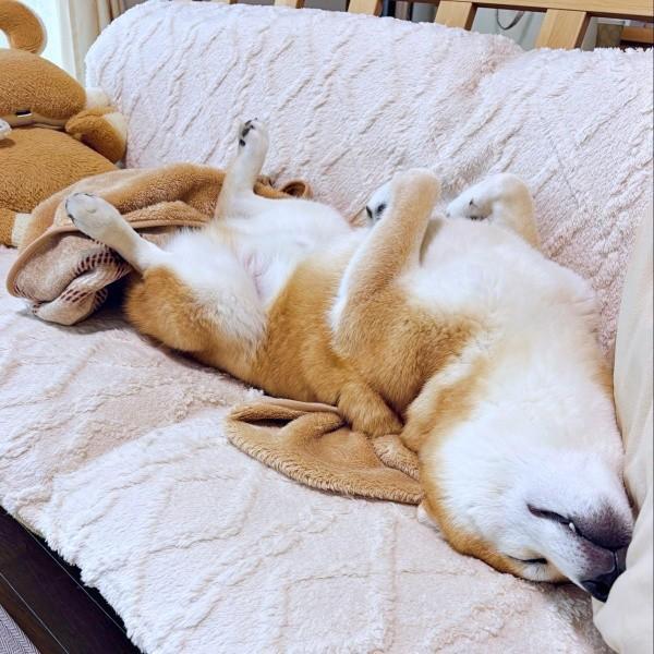 ソファでへそ天になって眠る豆次郎くん（画像提供：しばわんこさん）