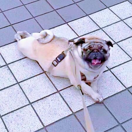 「何してるんですか（笑）」 通行人から声をかけられた横綱ちゃん（画像提供：よこむすびさん）