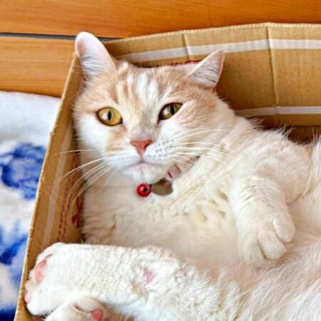 足パカーン！ 大開脚ポーズが話題になったモカちゃん（画像提供：モカ猫さん）