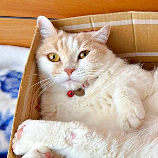 足パカーン！ 大開脚ポーズが話題になったモカちゃん（画像提供：モカ猫さん）