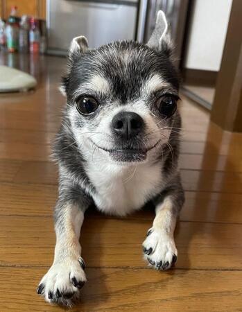 大きな瞳がかわいらしいつぶしゃん（画像提供：ナミスケさん）