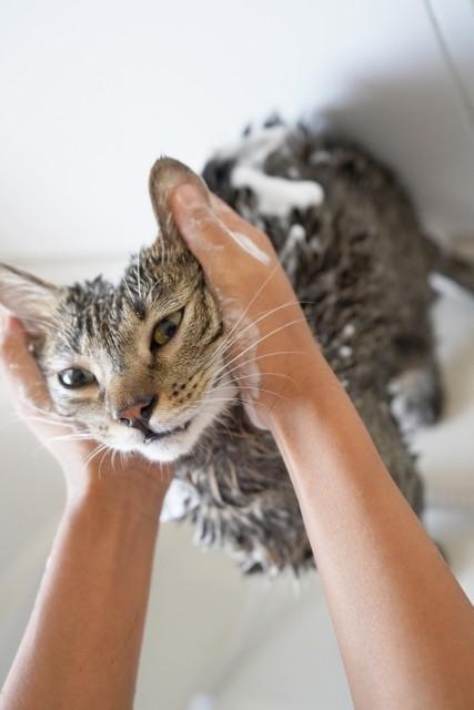 猫ちゃんの中にはお風呂が好きな子も（photoACより「 12_Bougainvillea」さん撮影、イメージ画像）