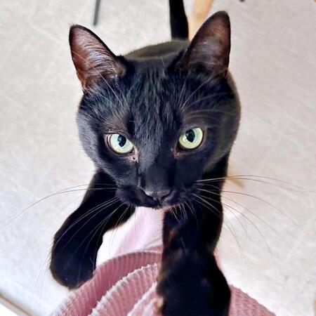 飼い主さんを見上げるさすけくん（画像提供：mさん）