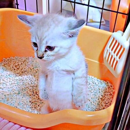 直立する子猫のルナちゃん（画像提供：ひよぷー UNIRICOさん）