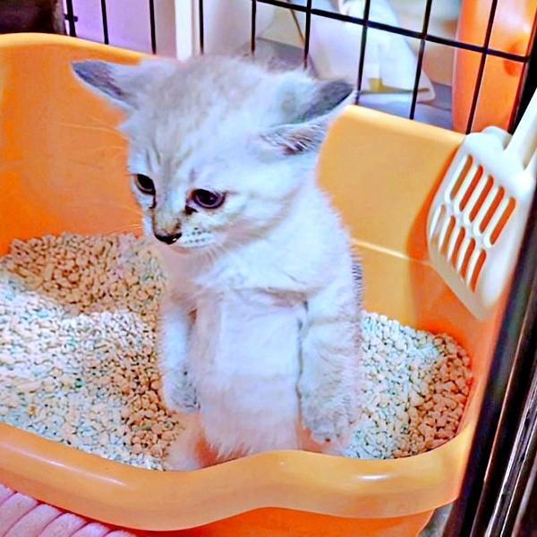 直立する子猫のルナちゃん（画像提供：ひよぷー UNIRICOさん）