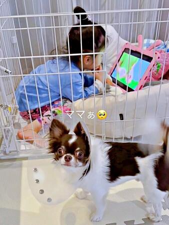 ケージに入れず、困り果てるうにくん（画像提供：チワワのうに: uniさん）