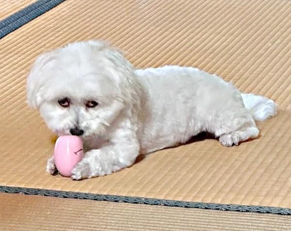 ジト目になったムギちゃん（画像提供：むぎざんまいさん）