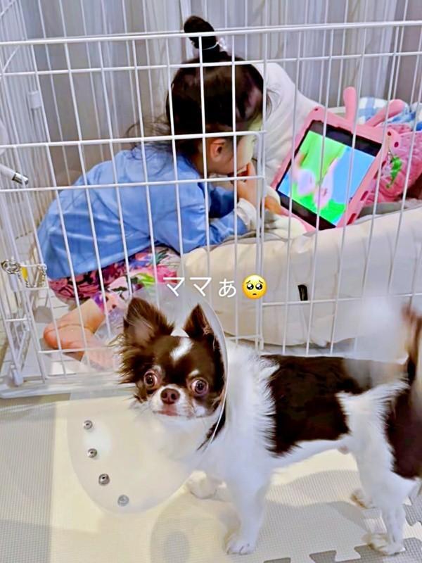 ケージに入れず、困り果てるうにくん（画像提供：チワワのうに: uniさん）