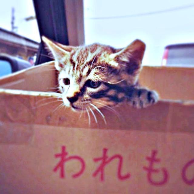 保護当日の小梅ちゃん（画像提供：ガビル（サイキック）さん）