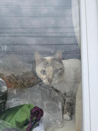 相談のきっかけは「無人の家の窓際に猫がいる」という連絡（「ちまきなころんINよねっこはうす」さん提供）