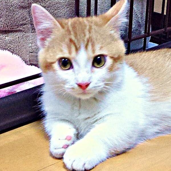お迎え当時、生後3カ月のころのDecoくん（画像提供：ようめいさん）