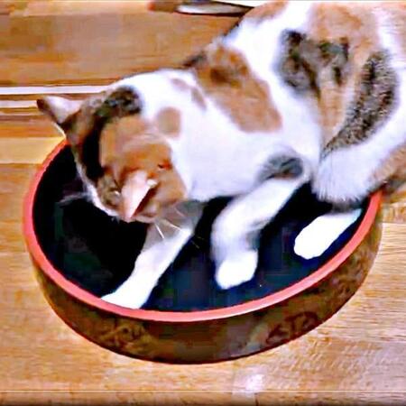 「こんなはずじゃ…」 寿司桶を目にしたくーちゃんの反応が話題に（画像提供：海老沼みなみさん）