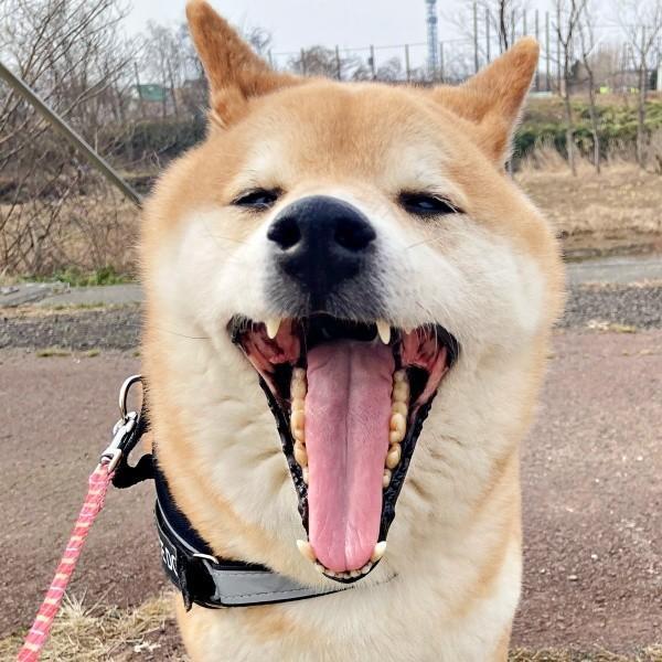 散歩を楽しむじぇいたろうくん。一方、そうではない時もあるようでーー（画像提供：じぇいたろうさん）